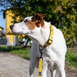 Funk The Dog Lead | Mustard Panda - 0