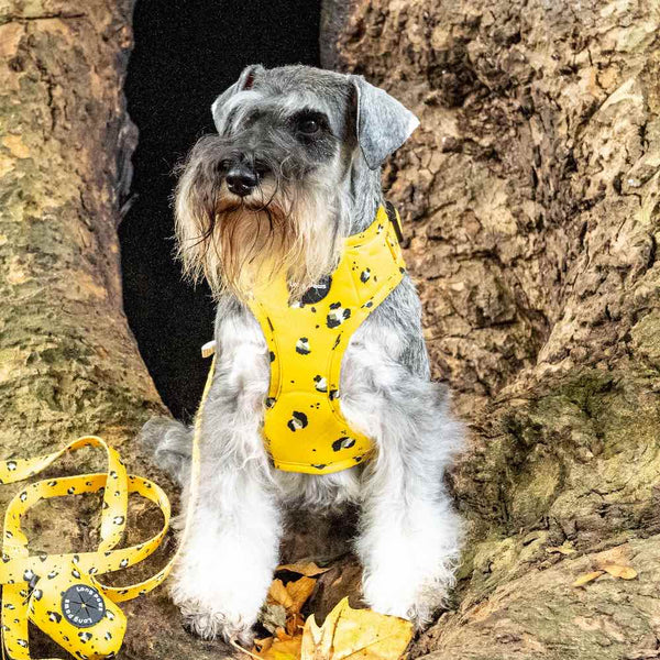 Funk the Dog Harness & Lead Set | Mustard Panda