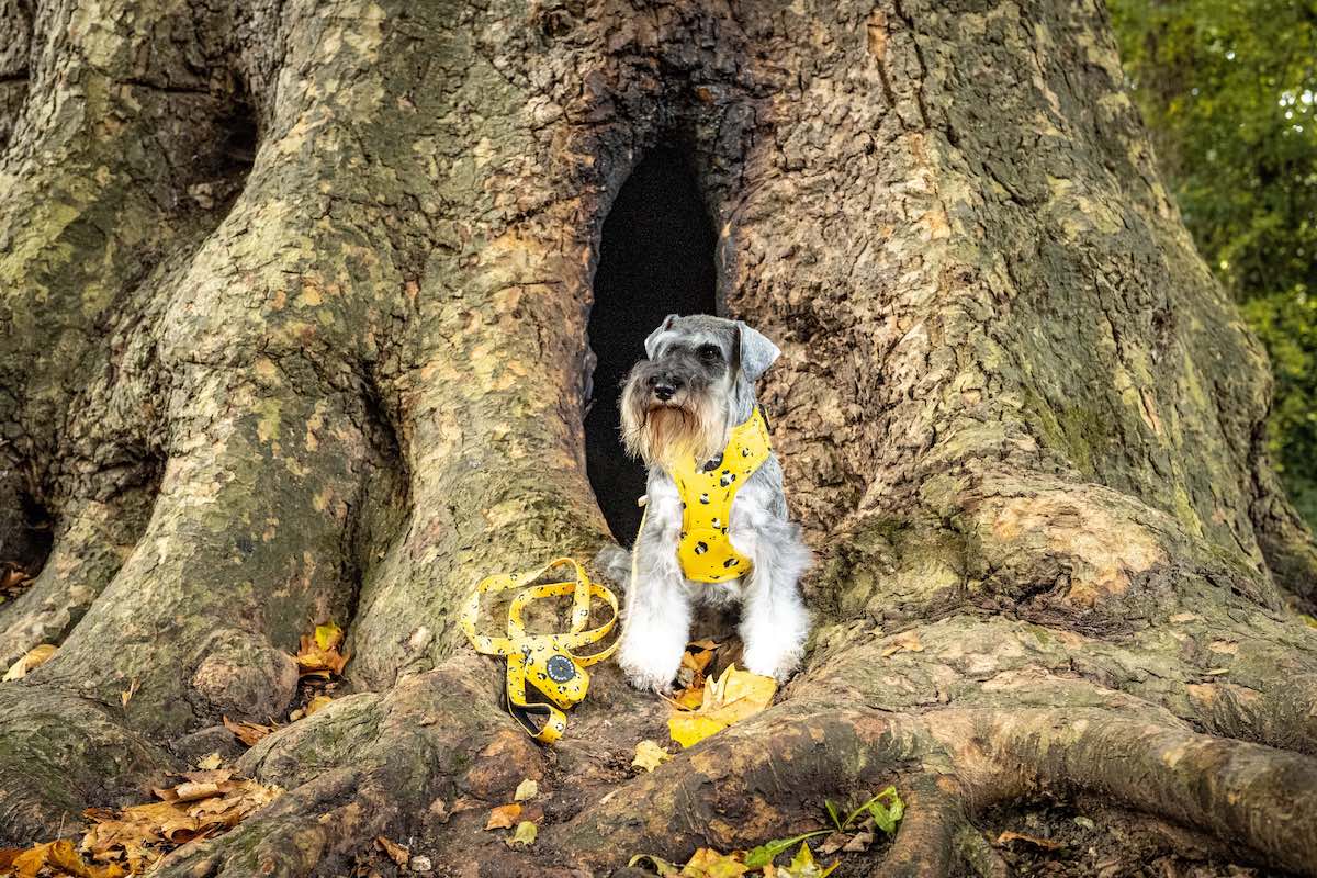 Funk the Dog Lead & Poo Bag Pouch Set | Mustard Panda