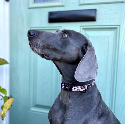 Funk The Dog Padded Dog Collar | Pink Leopard - 0