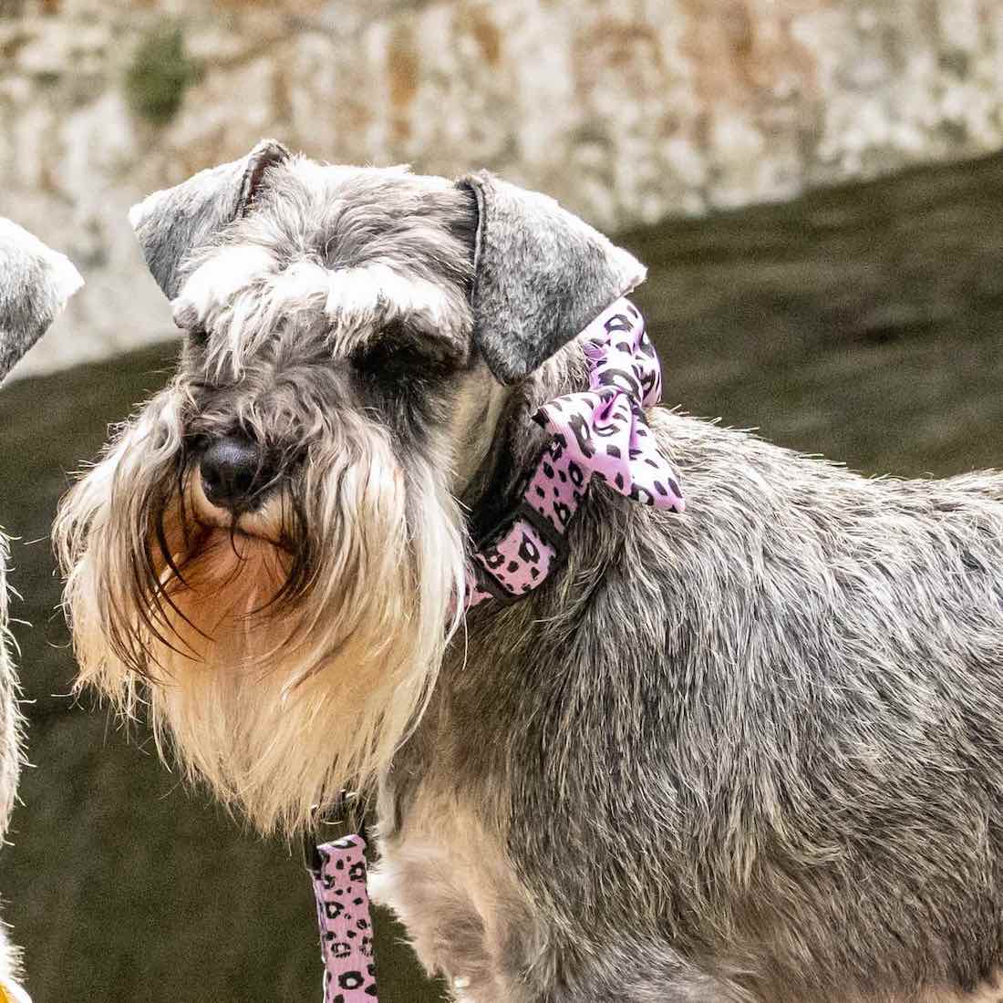 Funk the Dog Collar & Bow Set | Pink Leopard
