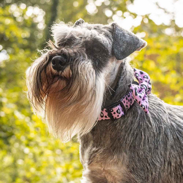 Funk the Dog Collar & Bowtie Set | Pink Leopard