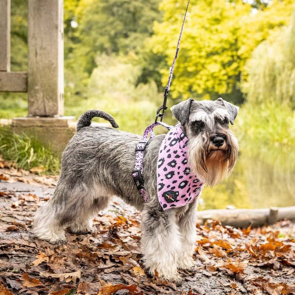 Funk The Dog Lead | Pink Leopard