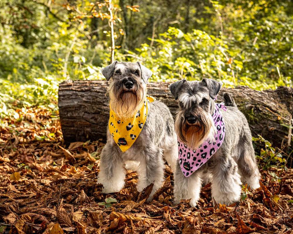 Funk the Dog Collar, Bowtie & Bandana Set | Pink Leopard
