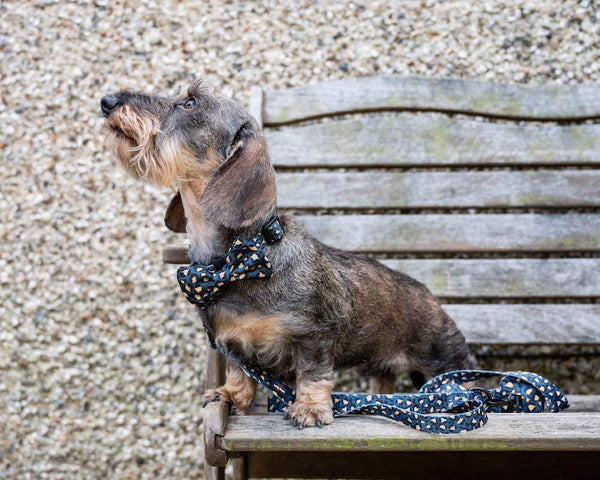 Funk the Dog Lead & Bowtie Set | Green & Gold Leopard