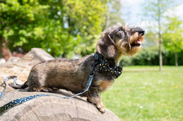 Funk the Dog Lead & Bowtie Set | Green & Gold Leopard