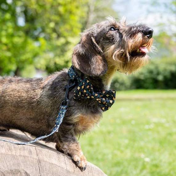 Funk the Dog Lead & Bowtie Set | Green & Gold Leopard