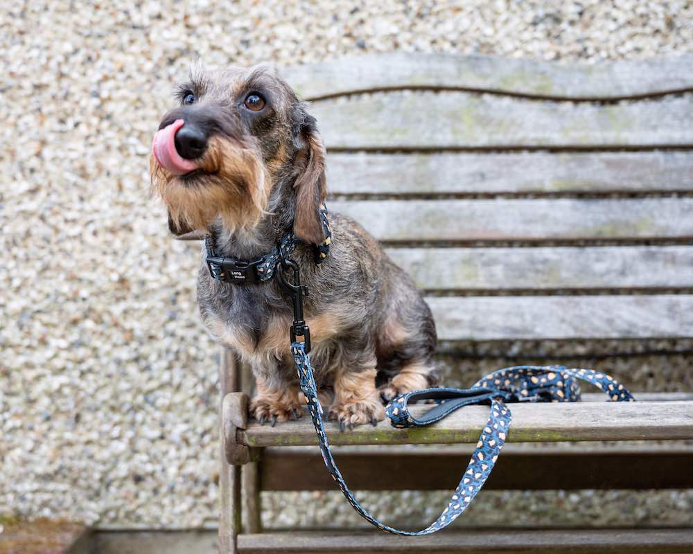 Funk the Dog Lead & Poo Bag Pouch Set | Leopard Green & Gold