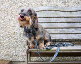 Funk the Dog Lead & Poo Bag Pouch Set | Leopard Green & Gold
