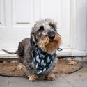 Bandana Bundle - Size Large