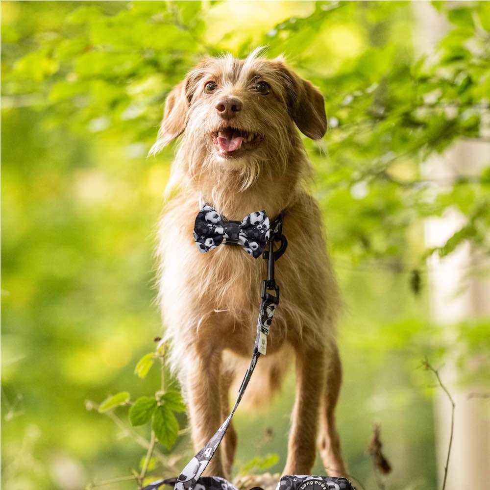 Funk The Dog Bow | B&W Footballs - 0
