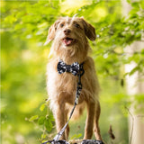 Funk The Dog Bow | B&W Footballs