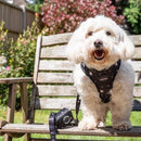 Funk the Dog Harness & Lead Set | Night Sky-2