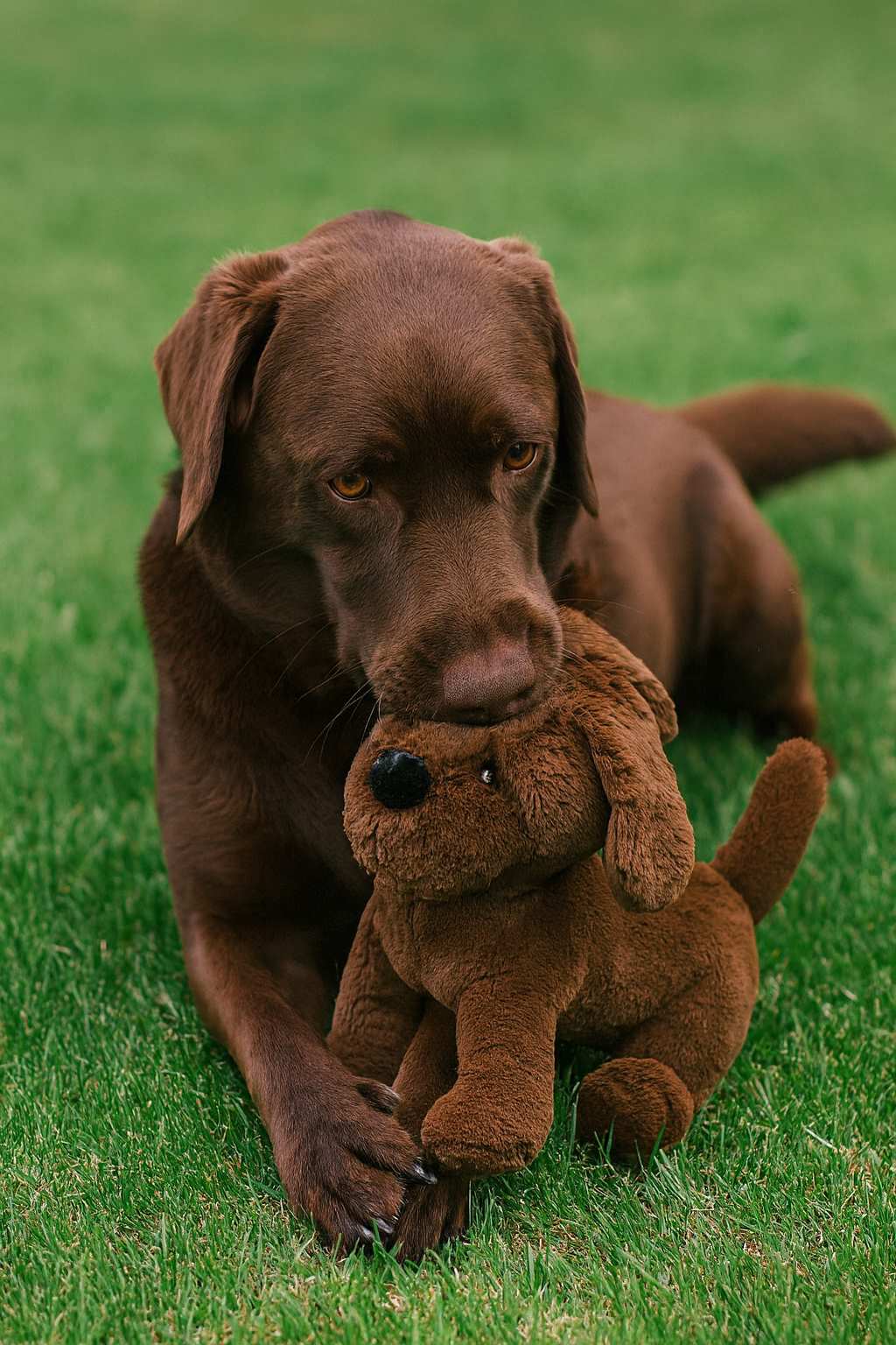 Muttley Crew Chocolate Labrador Shaped Dog Toy, XL