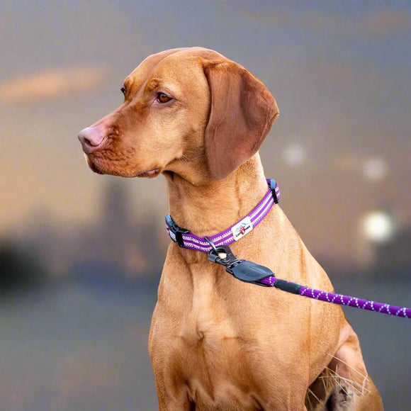Comfort Reflective Padded Dog Collar | Purple