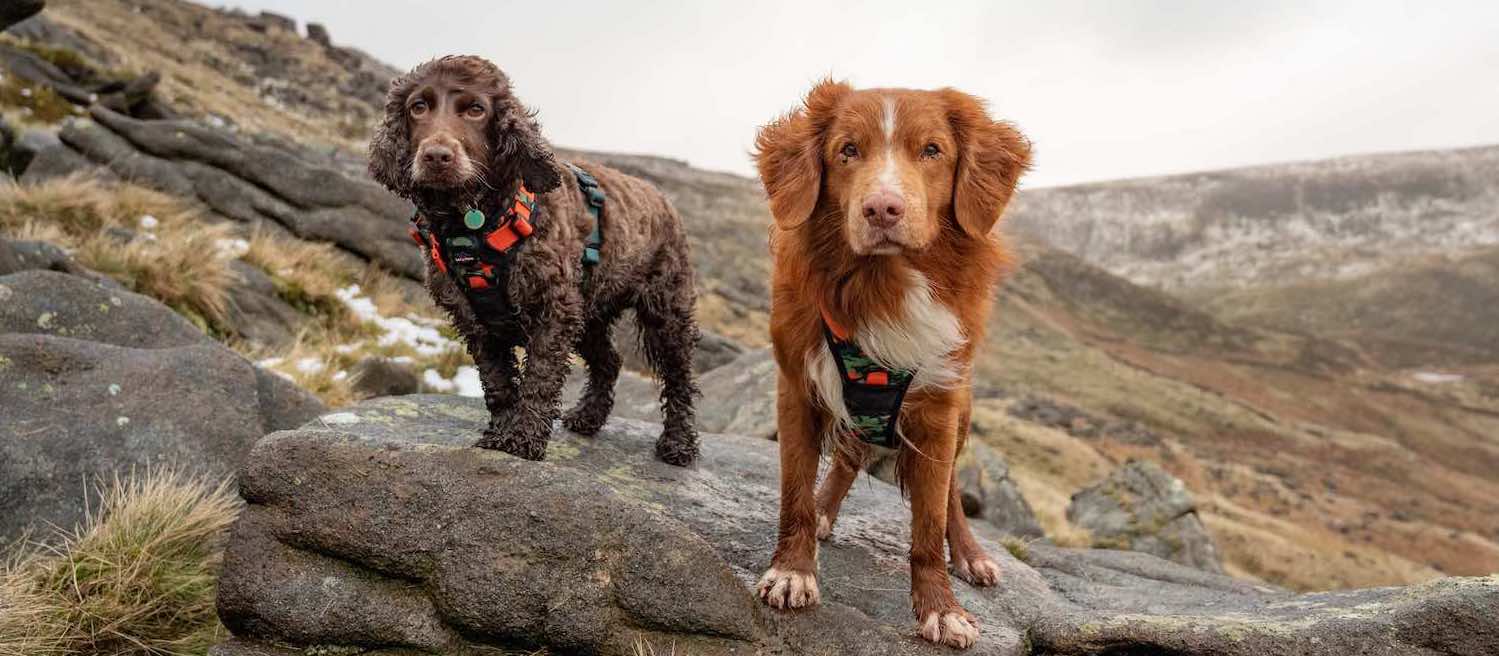 Earth Friendly - Trig Point Harness and Lead Set