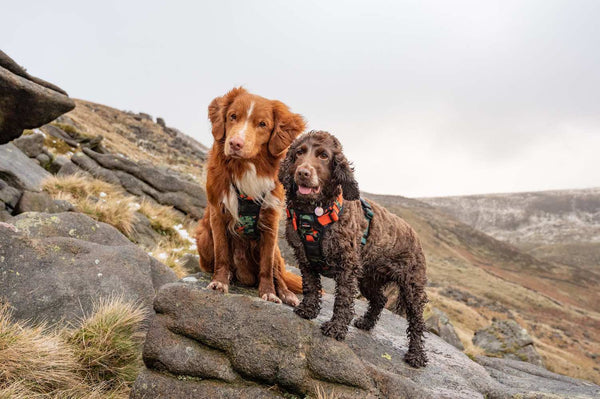 Earth Friendly - Trig Point Harness and Lead Set