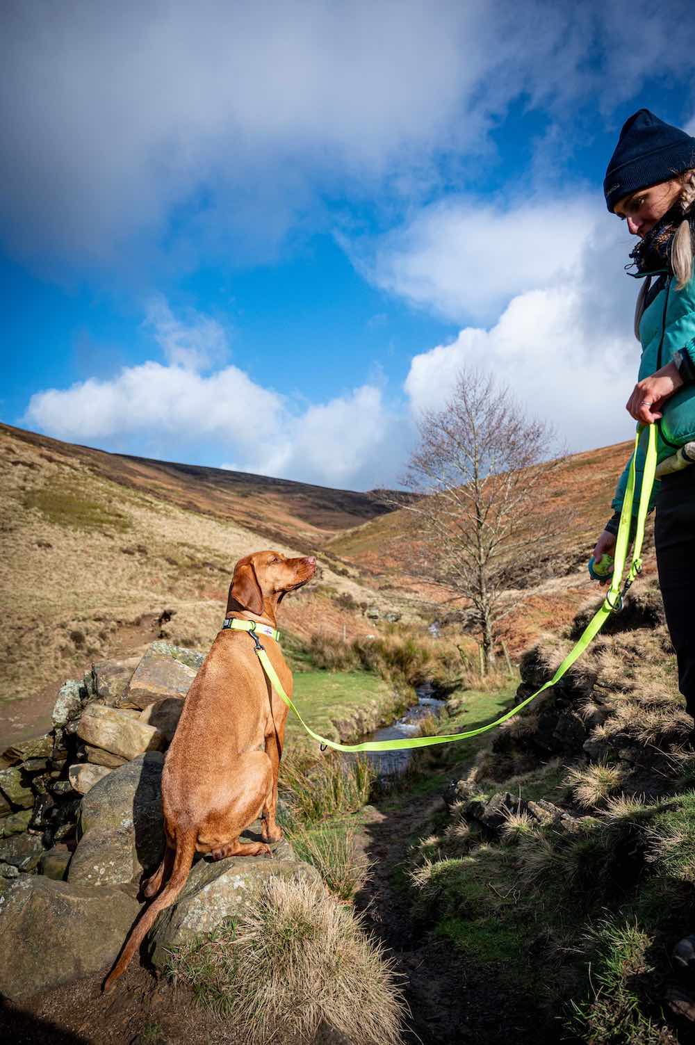 Long paws   urban trek neon collar training lead 2