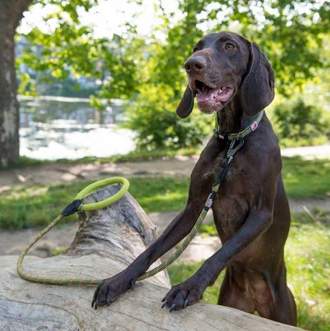 Comfort Rope Lead & Collar Set - Long Paws