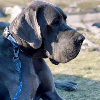 Long paws comfort collar and leash set   navy   blue