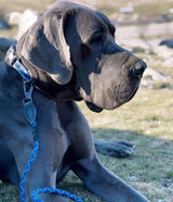 Comfort Reflective Padded Dog Collar | Navy Blue