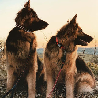 Long paws leads   german shepherds 2 26e087e8 d746 414a 897c 9b12970fedec