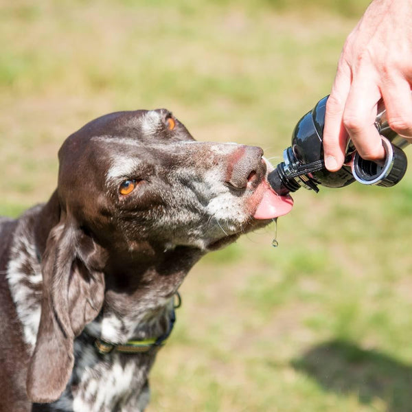 Long Paws Lick 'n Flow Dog Water Bottle