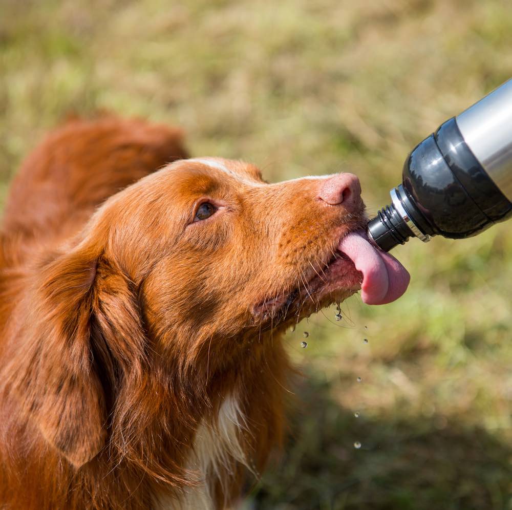Your dog licks the ball - Each lick releases a small sip of fresh water.