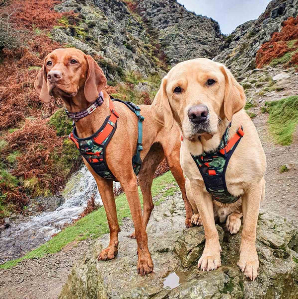 Earth Friendly - Trig Point Harness and Lead Set