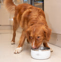 Lunar Dog Bowls - Food & Water Bowl Set