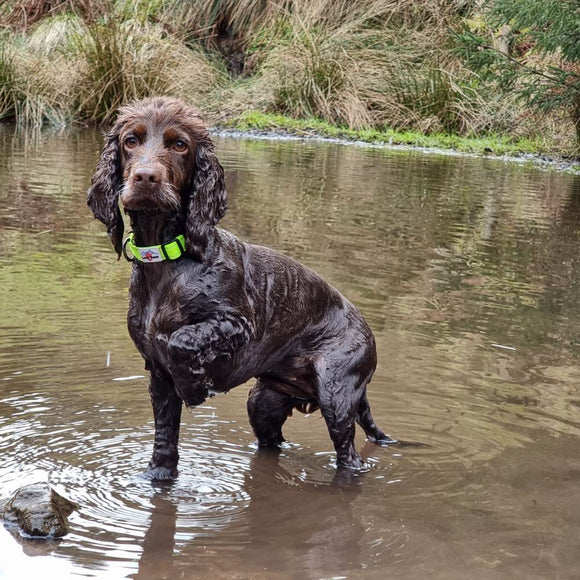 Reflective Neon Collar with Black Comfort Trigger Hook Rope Lead (120cm) Set, All Black / Neon