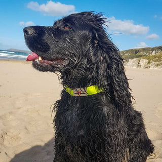 Neon collar on black spaniel