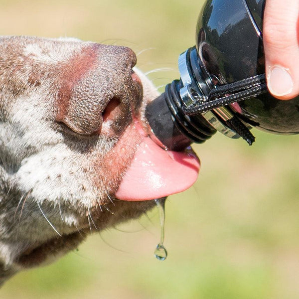 Long Paws Lick 'n Flow Dog Water Bottle