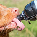 Long Paws Lick 'n Flow Dog Water Bottle