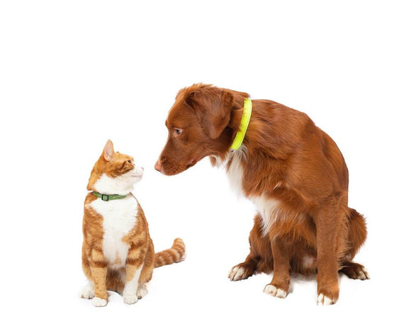 Tom tabby   green cj neon tring 1