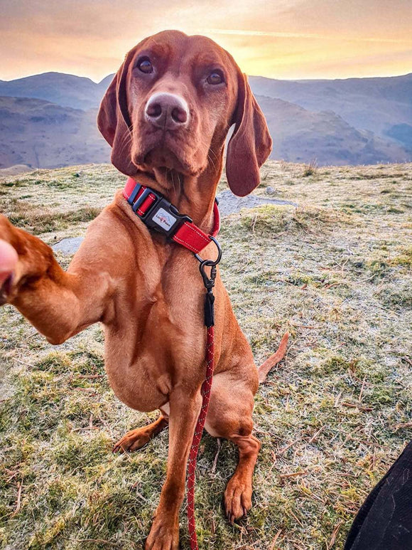 Urban trek red collar multi functional leash 01  1