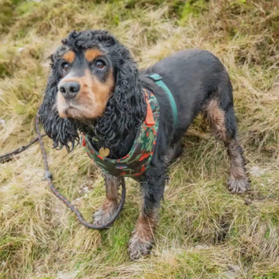 Earth Friendly - Trekker Harness - 0