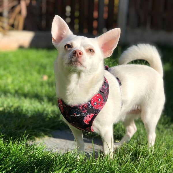 Funk The Dog Harness | Day Of The Dead in Red & Pink