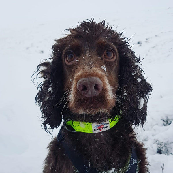 Neon Dog Collar - Long Paws