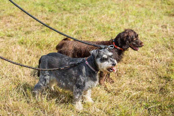 Comfort Rope Lead | SCREW Lock | All Black | 48in / 120cm - Long Paws