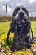 Comfort Rope Lead | SCREW Lock | Black with Orange Stripes | 48in / 120cm - Long Paws