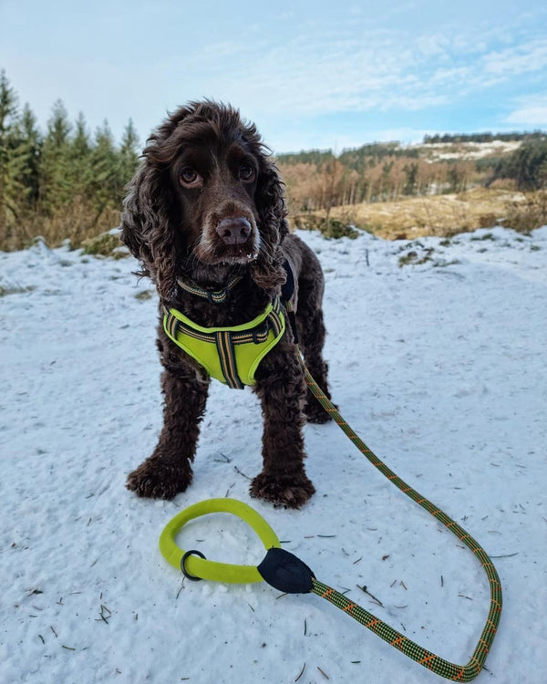 Comfort Rope Lead | SCREW Lock | Green | 48in / 120cm - Long Paws