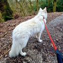 Comfort Rope Slip Lead - Long Paws