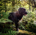 Earth Friendly - Trig Point Collar - Long Paws