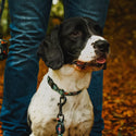 Earth Friendly - Trig Point Collar - Long Paws