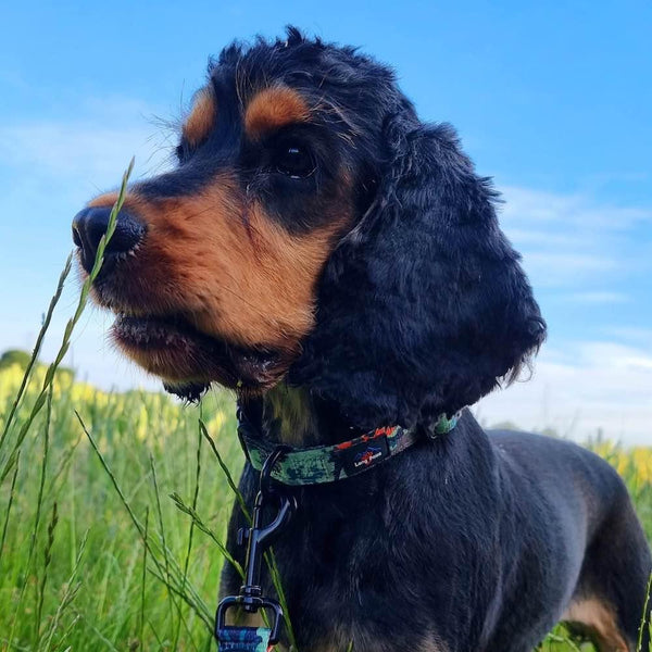 Earth Friendly - Trig Point Collar - Long Paws