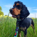 Citrus Camo Dog Collar - Long Paws