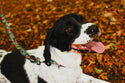 Earth Friendly - Trig Point Lead - Long Paws