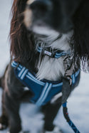 Comfort Step-in Dog Harness - Navy Blue - Long Paws