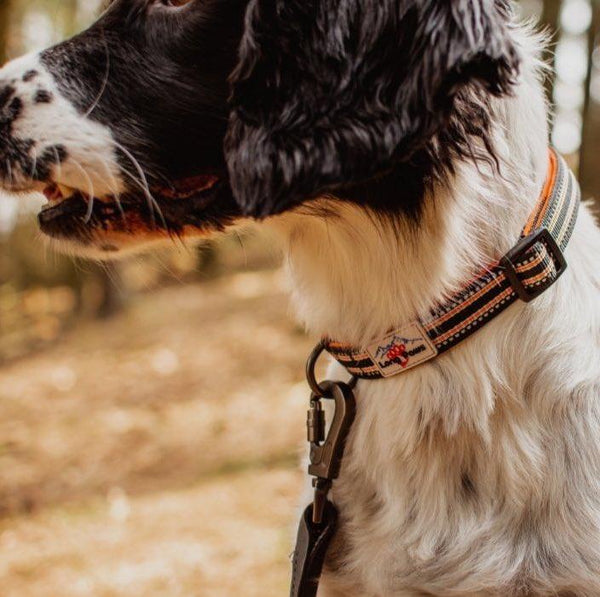 Comfort Dog Collar - Green - Long Paws